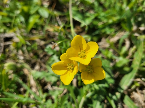 Bigflower Bladderpod (Paysonia grandiflora)
