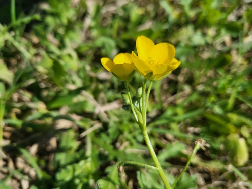 Image of Paysonia grandiflora by (c) Nicole, some rights reserved (CC BY)