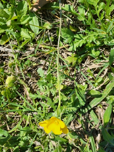 Image of Paysonia grandiflora by (c) Nicole, some rights reserved (CC BY)