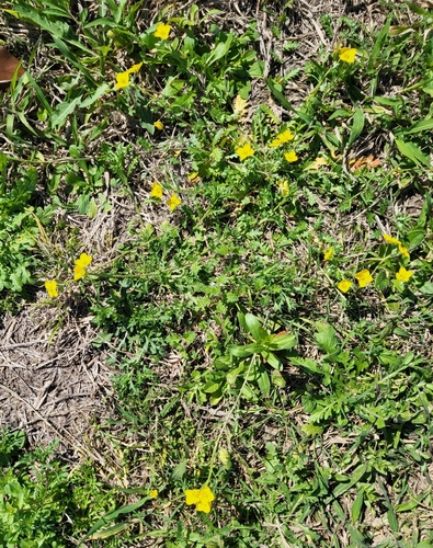 Image of Paysonia grandiflora by (c) Nicole, some rights reserved (CC BY)
