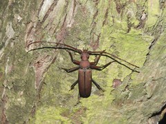 Aegolipton marginale