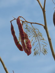 Leucaena esculenta