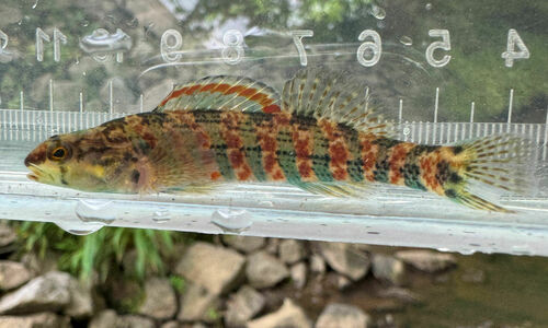Christmas darter (Etheostoma hopkinsi) — Percidae — 4
