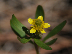 Ranunculus inamoenus