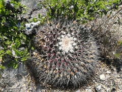 Mammillaria melanocentra melanocentra