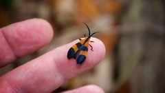 Calopteron discrepans