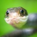 Southern Black Racer - Photo (c) Janson Jones, some rights reserved (CC BY-NC), uploaded by Janson Jones