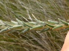 Phylica harveyi