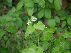 Alliaria petiolata