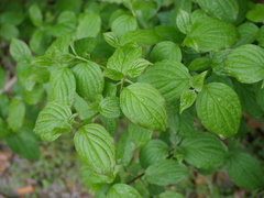 Cornus sanguinea