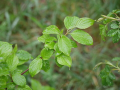 Cornus sanguinea
