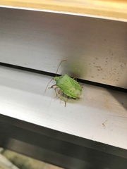 Chlorocoris rufopictus