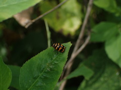 Cryptocephalus trifasciatus