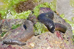 Holothuria impatiens