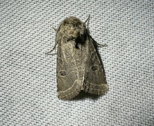 Protorthodes melanopis photo 2