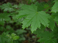 Acer platanoides