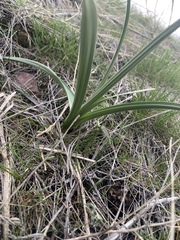 Toxicoscordion paniculatum