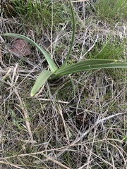 Toxicoscordion paniculatum