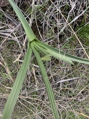 Toxicoscordion paniculatum