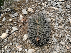Thelocactus rinconensis