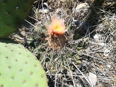 Thelocactus rinconensis