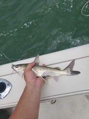 Jimenez's Sea Catfish photo 1