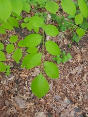 Cladrastis kentukea