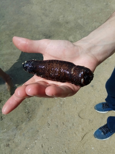 Holothuria poli