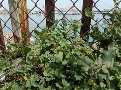 Rumex spinosus