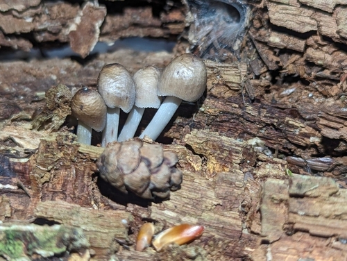 Mycena inclinata