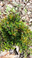 Ligustrum morrisonense