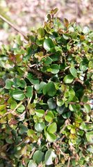 Ligustrum morrisonense