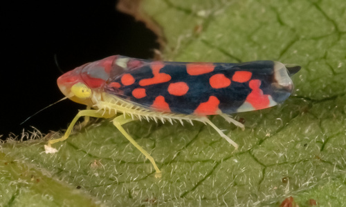 Ladoffa sannionis image