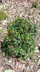 Ligustrum morrisonense