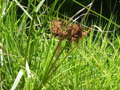Rhodoscirpus asper