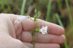 Penstemon laxiflorus