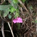 Primula listeri - Photo (c) Phuentsho,  זכויות יוצרים חלקיות (CC BY-NC-SA), הועלה על ידי Phuentsho