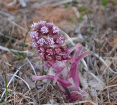 Petasites paradoxus