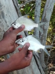 Diapterus peruvianus