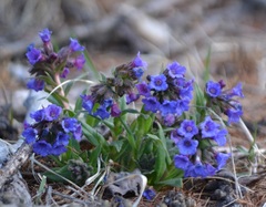 Pulmonaria australis