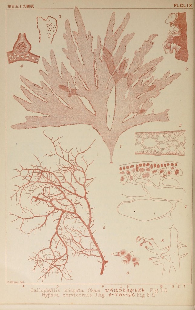 Callophyllis crispata