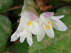 Allium triquetrum