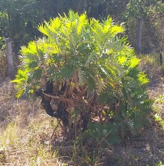 Bocconia arborea