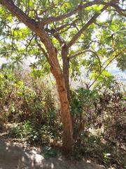 Bocconia arborea