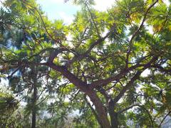 Bocconia arborea