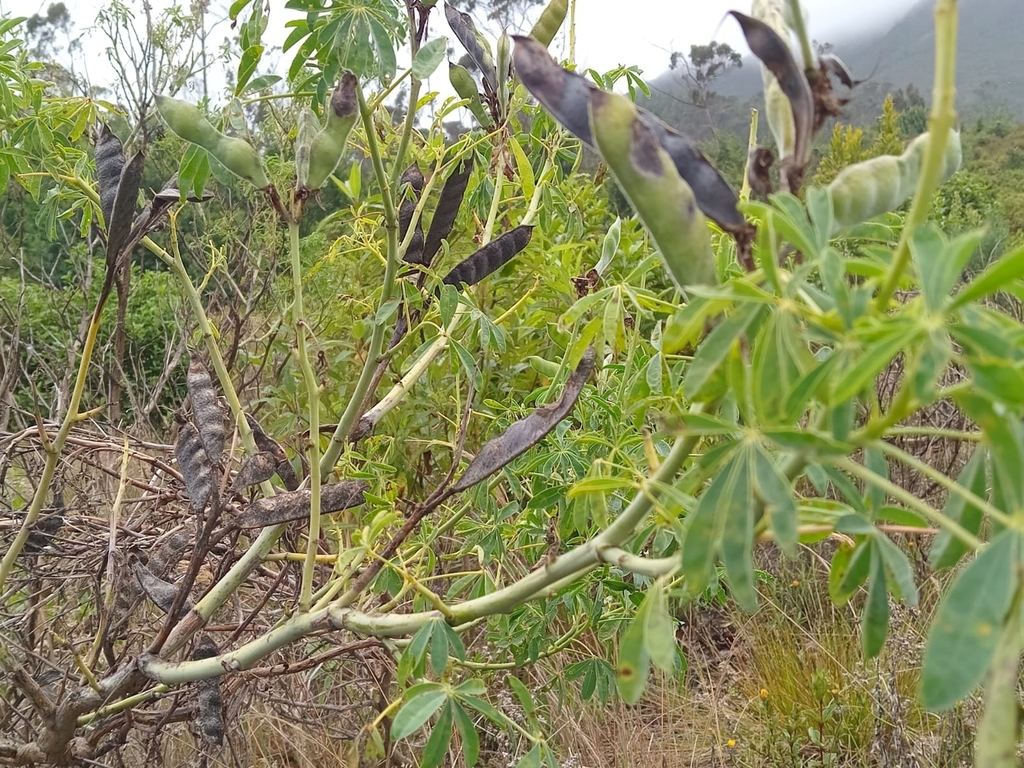 lupines-from-av-circunvalar-cl-70-sur-bogot-colombia-on-april-26