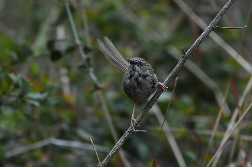 Black-throated Prinia (Prinia atrogularis), photo 4