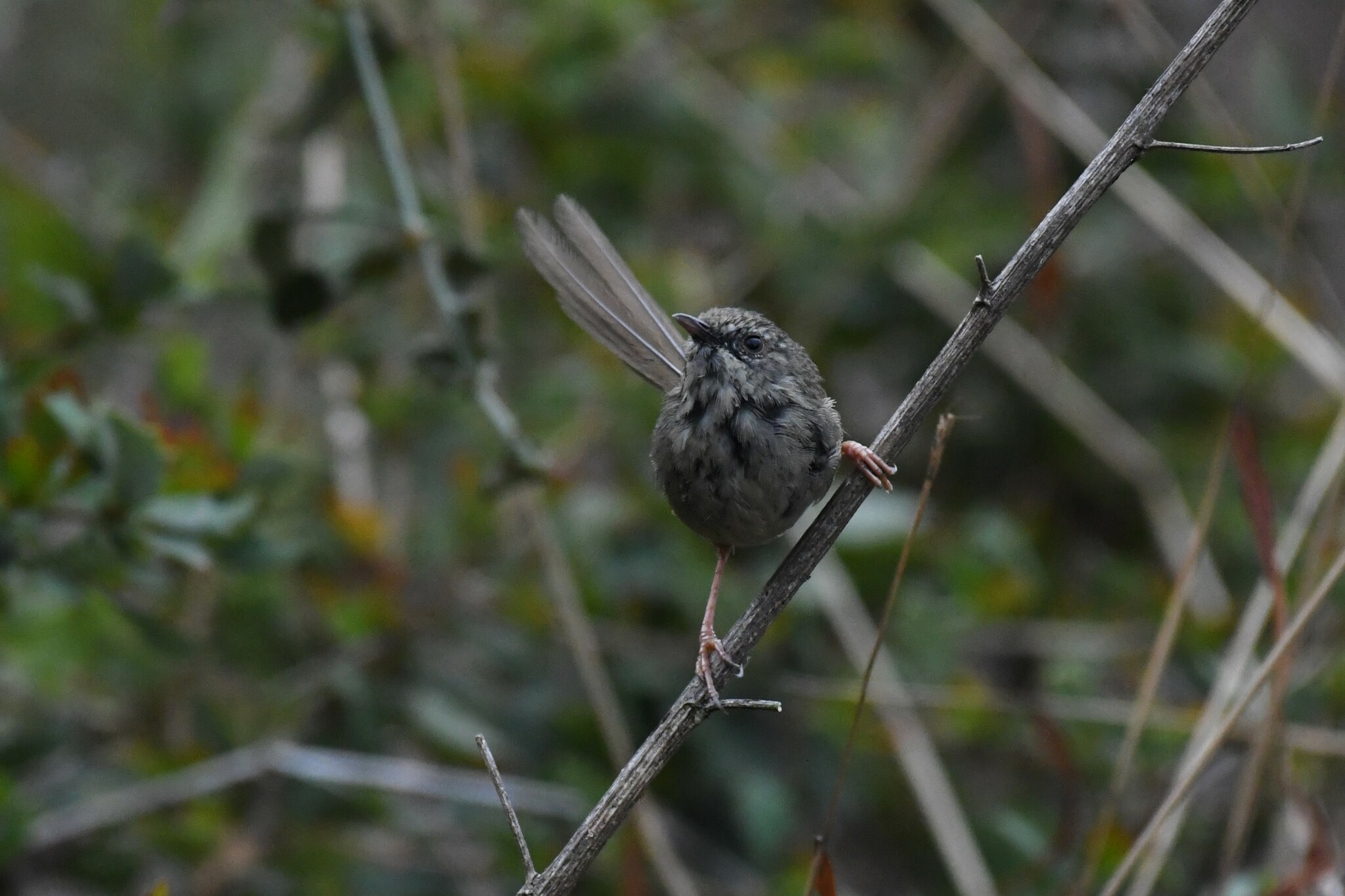 Black-throated Prinia