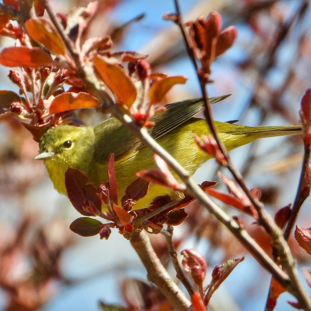 Orange-crowned Warbler from Hereford Ranch Rd, Cheyenne, WY, US on May ...