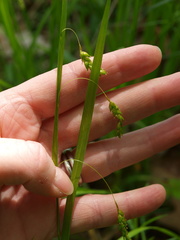 Carex formosa